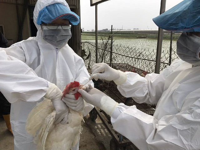 家畜所表示，為防堵禽流感發生，家畜所自10月以來，即加強本縣養禽場疫情訪視與採樣檢測